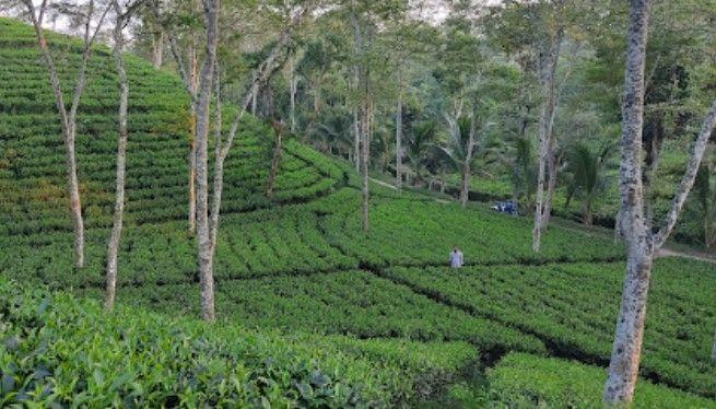 halda valley tea garden Image
