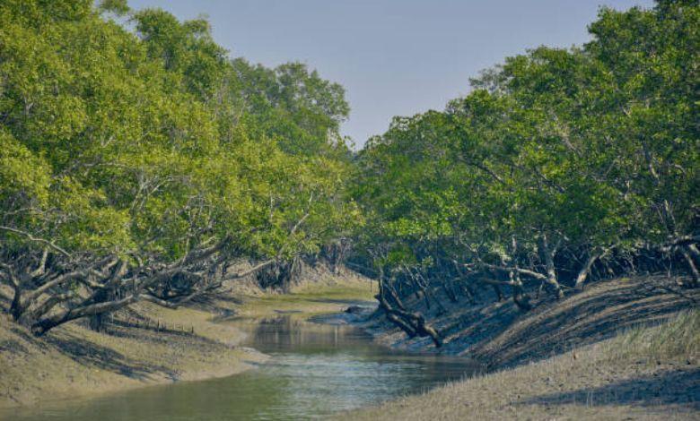 sundarban mangrove forest এর ছবি