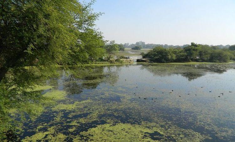 nawabganj bird sanctuary এর ছবি