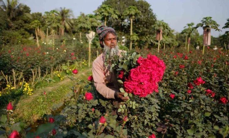 sadullapur flower garden এর ছবি