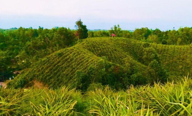 chan mia pineapple garden এর ছবি