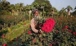 sadullapur flower garden Savar