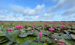 shapla beel জৈন্তাপুর