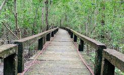 horinghata mangrove forest & wildlife sanctuary বরগুনা