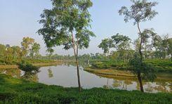satchori tea estate হবিগঞ্জ
