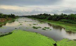 bhairab river পাবলা